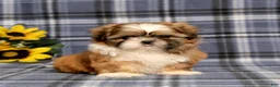 Shih Tzu dogs for sale: Becka - Ad 2