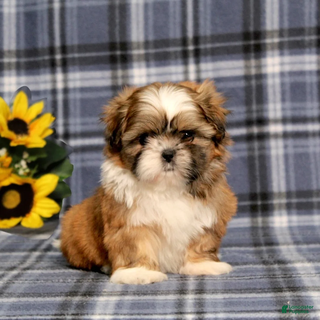 Shih Tzu dogs for sale: Becka - Ad 2