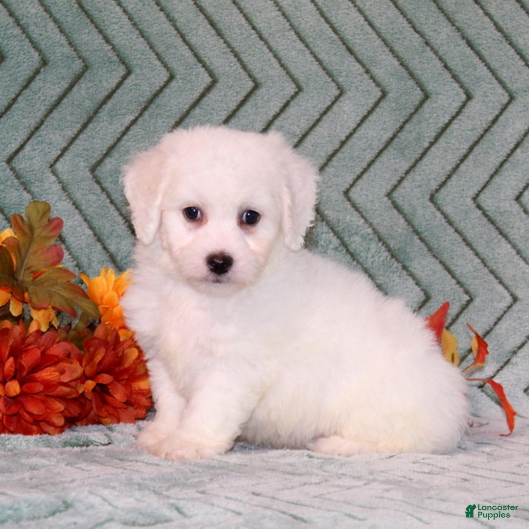 Bichon Frise dogs for sale: Unicorn - Ad 2