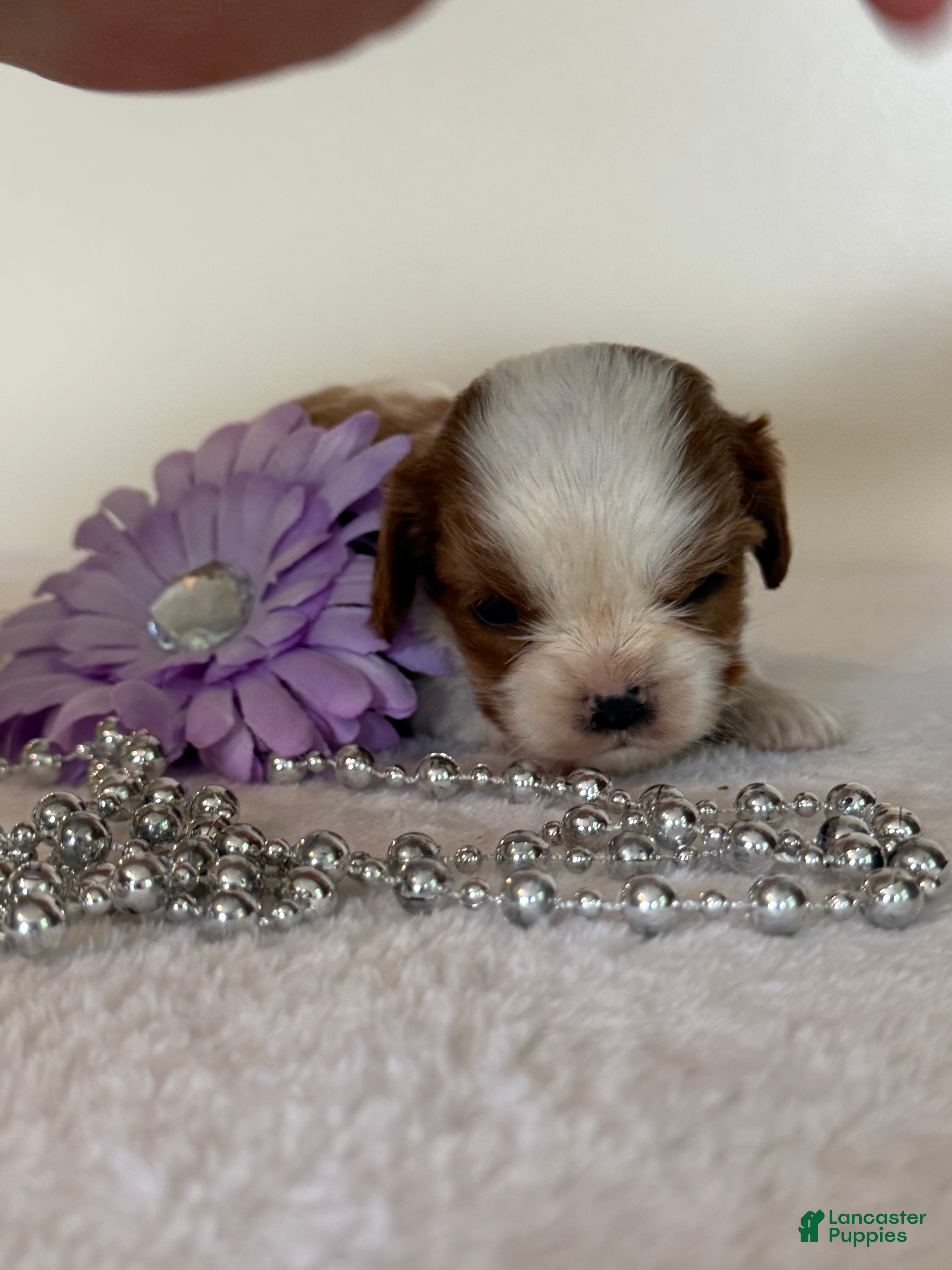 Cavalier King Charles Spaniel dogs Twinkle Cavalier King Charles Spaniel  - Ad 2