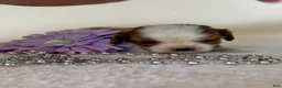 Cavalier King Charles Spaniel dogs for sale: Twinkle Cavalier King Charles Spaniel  - Ad 2