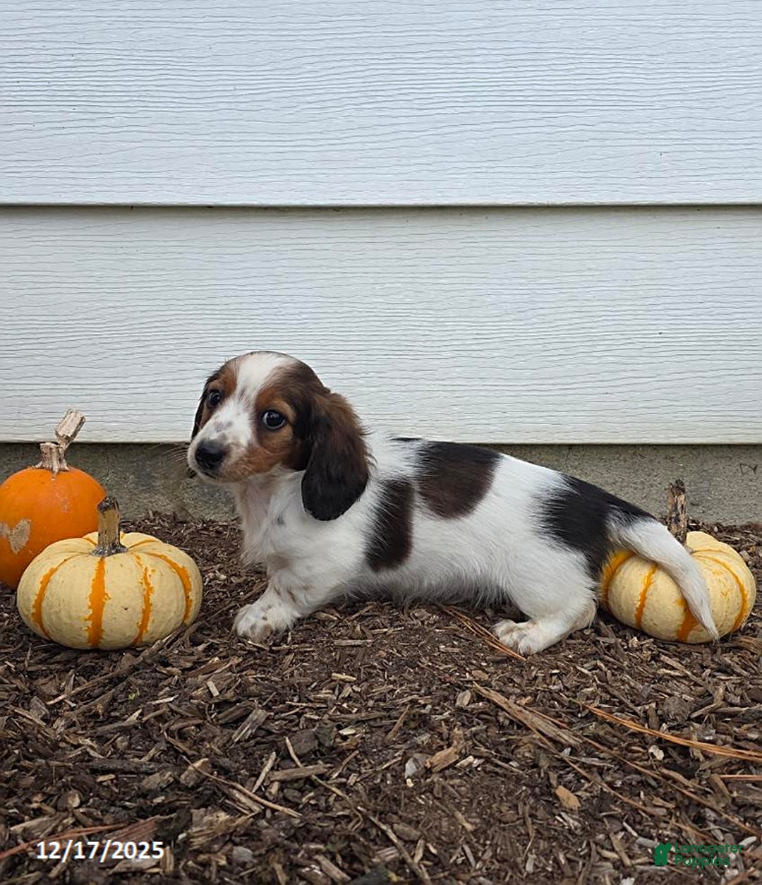 Miniature Dachshund dogs for sale: Shawn - Ad 7