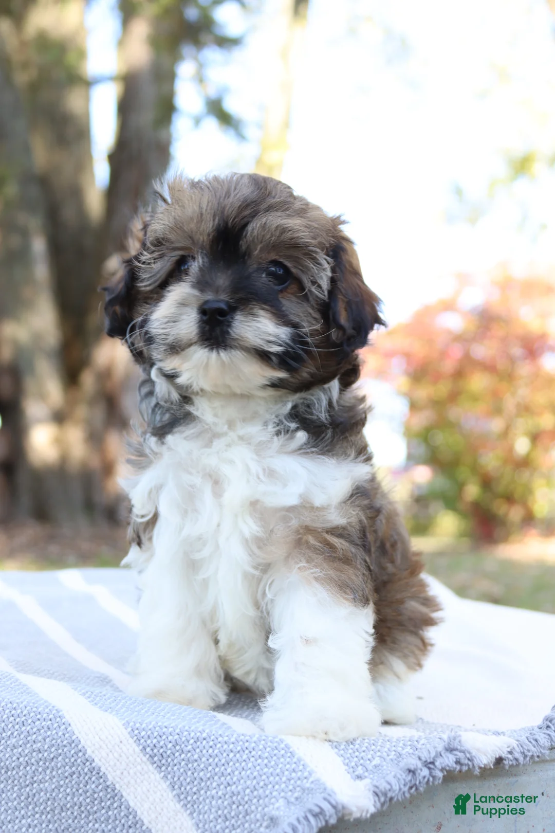 Cavapoo dogs for sale: Candy - Ad 9