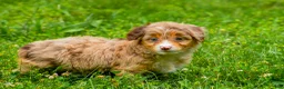 Mini Aussiedoodle dogs for sale: Goldie - Ad 9