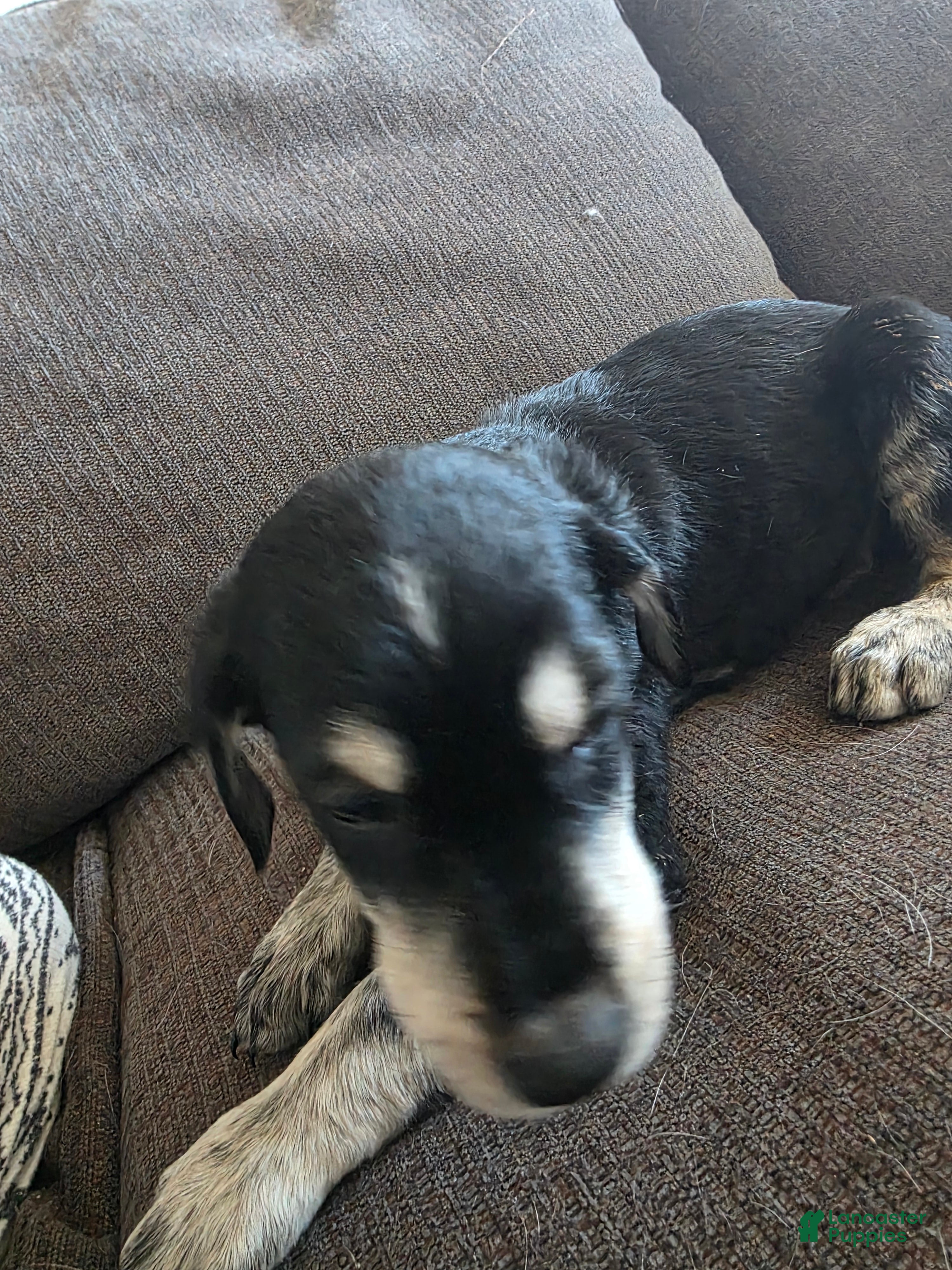 Goberian dogs Goberian Puppy 1 - Ad 1