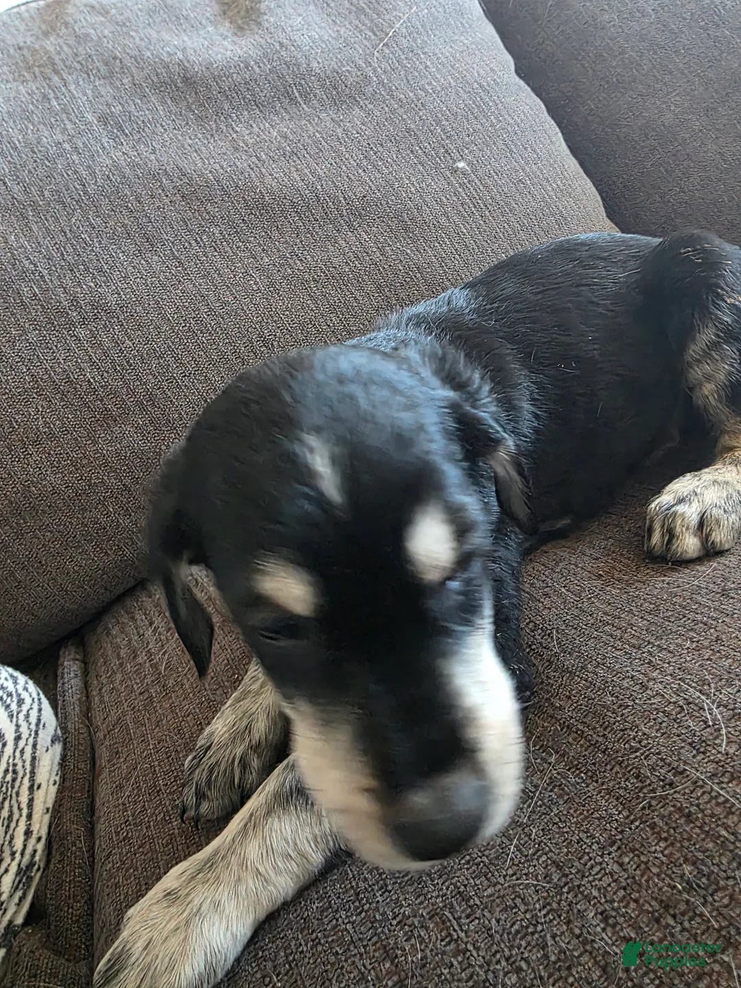 Goberian dogs for sale: Goberian Puppy 1 - Ad 1