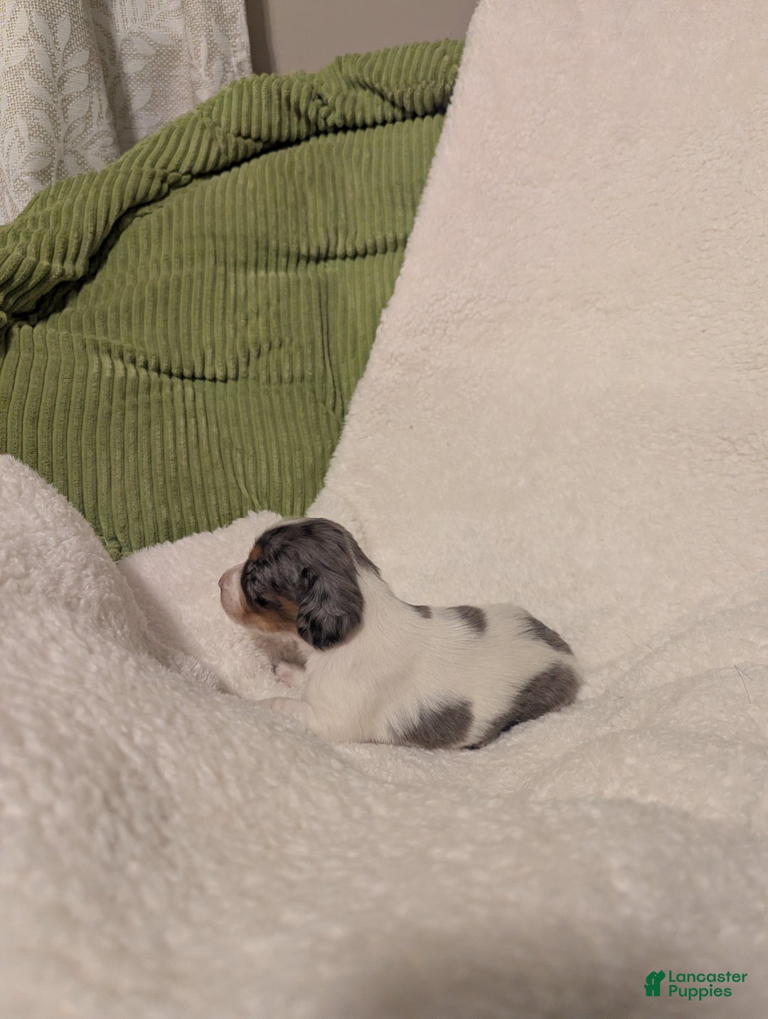 Dachshund dogs for sale: Sophie - Ad 3