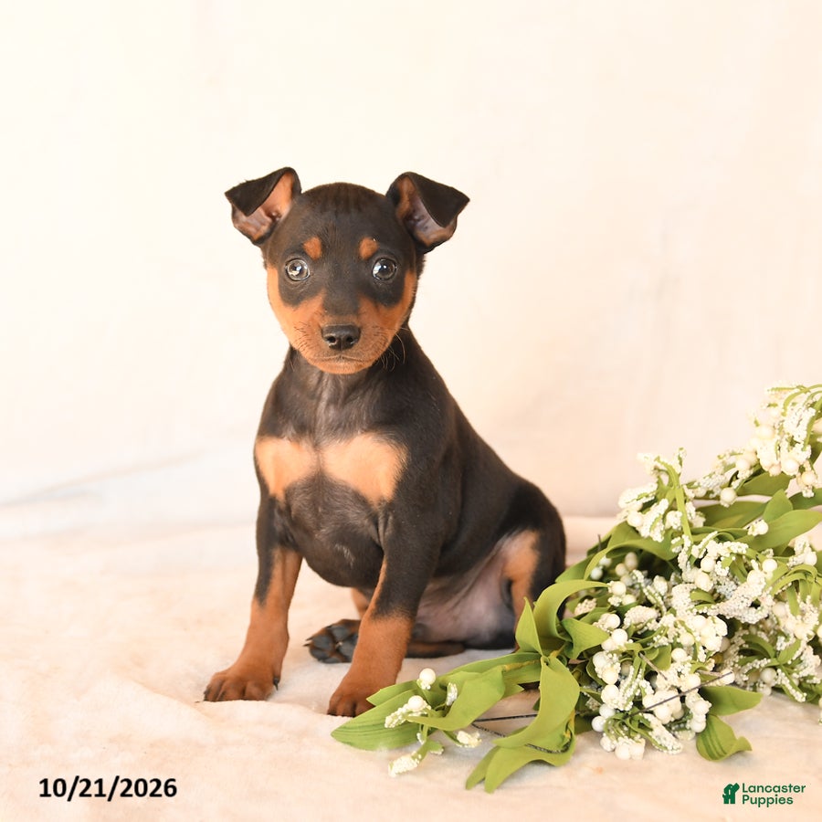 Miniature Pinscher dogs for sale: Freddie - Ad 1