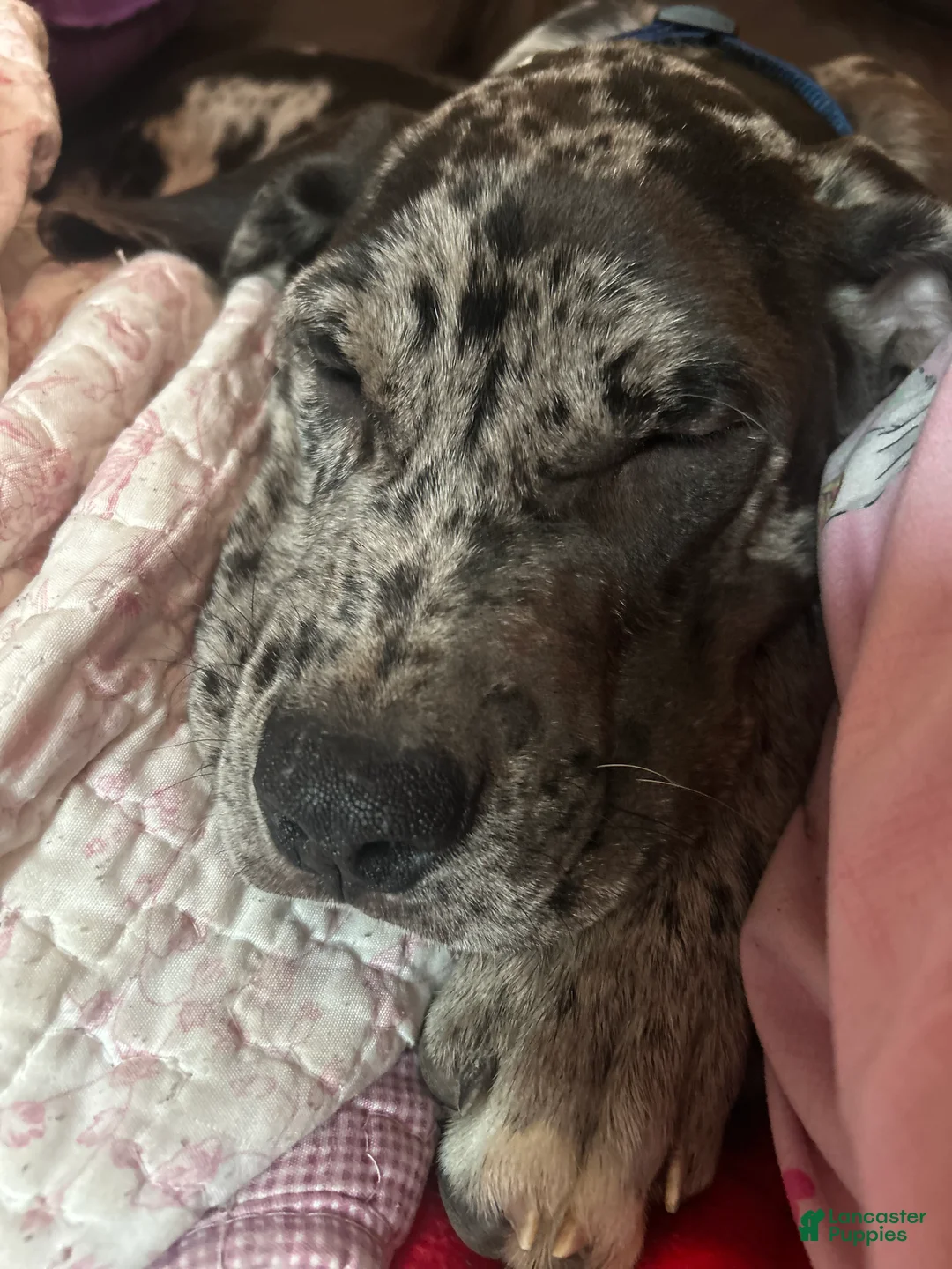 Mixed Breed dogs for sale: Mixed Breed Puppy 1 - Ad 2