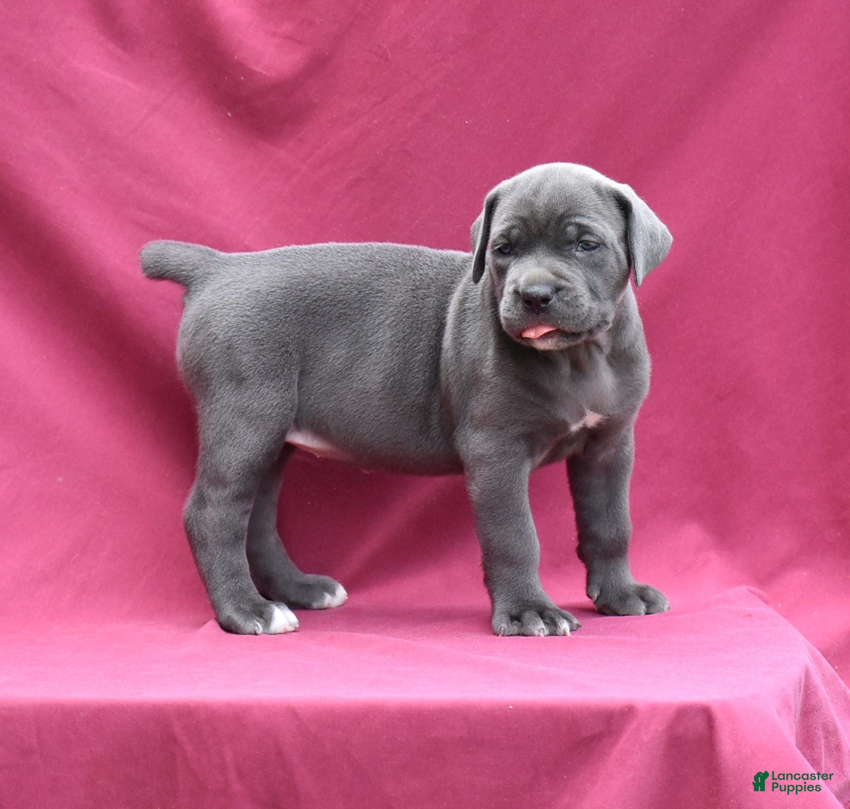Cane Corso dogs Jo - Ad 2