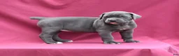 Cane Corso dogs for sale: Jo - Ad 2