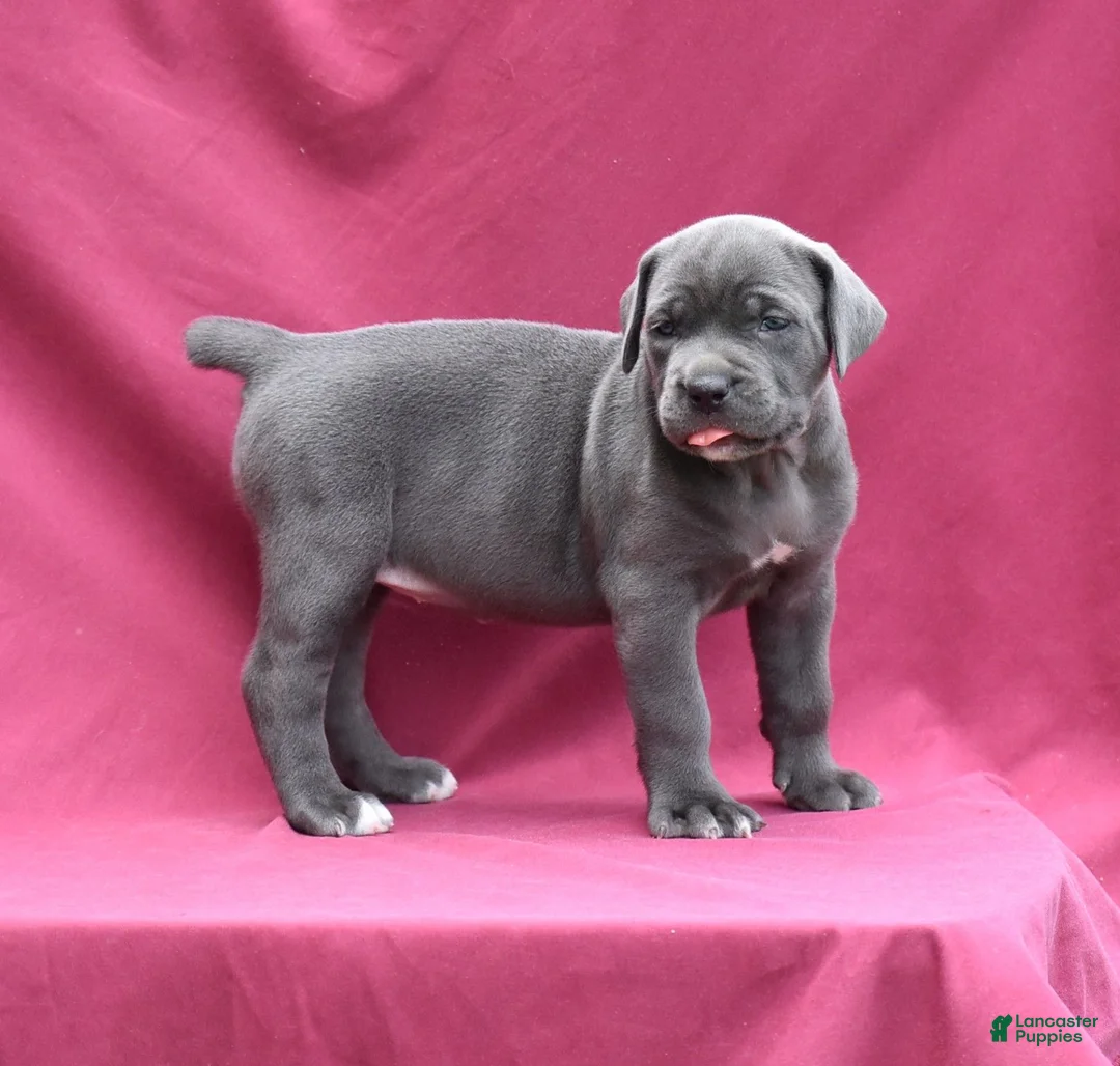 Cane Corso dogs for sale: Jo - Ad 2