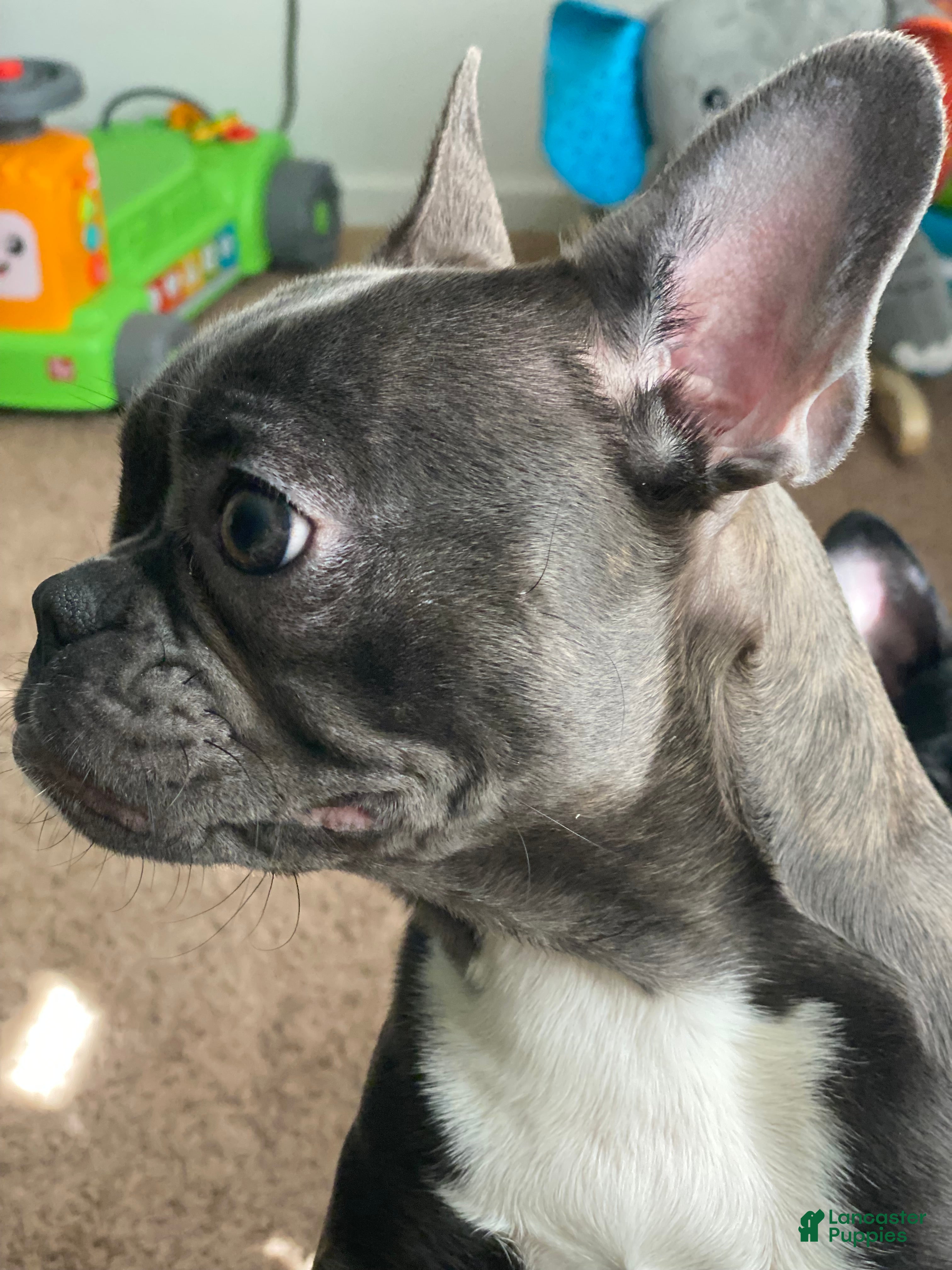 Frenchton dogs for sale: Mabel - Ad 1