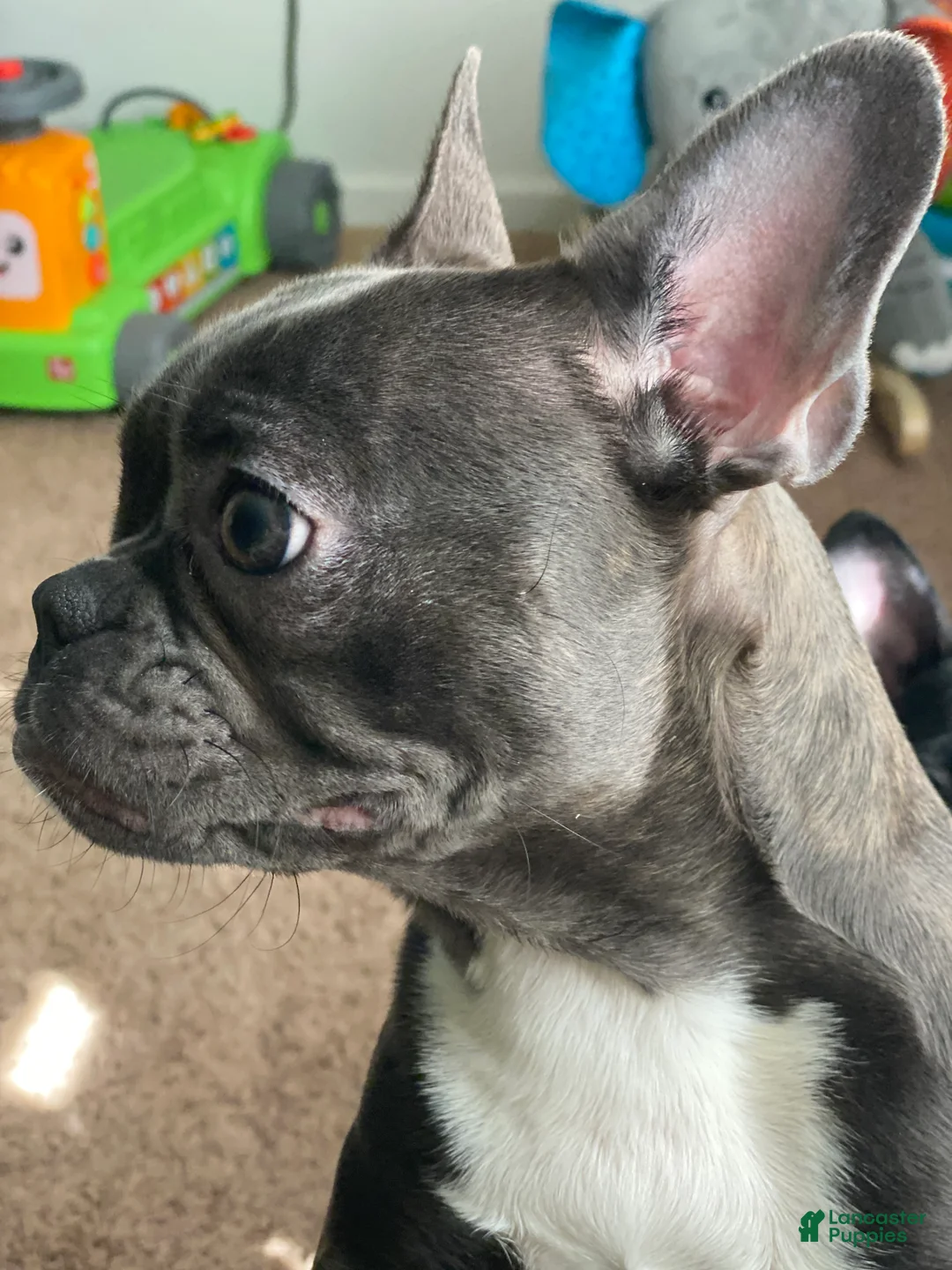 Frenchton dogs for sale: Mabel - Ad 1