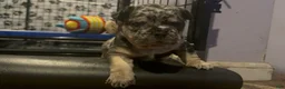 French Bulldog dogs for sale: French Bulldog 1 - Ad 4