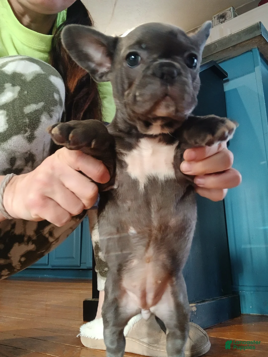 French Bulldog dogs for sale: Lady - Ad 2
