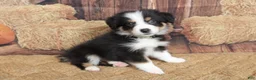 Australian Shepherd dogs for sale: Dawn  - Ad 6