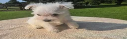 West Highland Terrier dogs for sale: West Highland female 1 - Ad 1