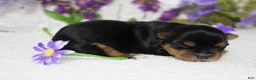 Yorkshire Terrier dogs for sale: Penny  - Ad 9