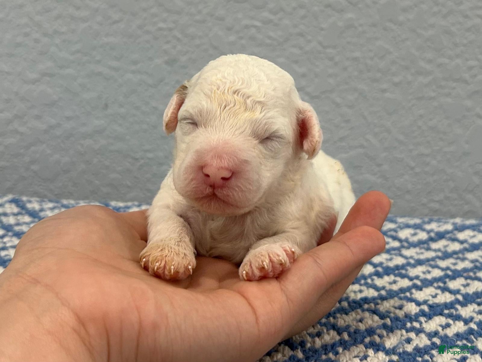 Mini Goldendoodle dogs Toby - Ad 29