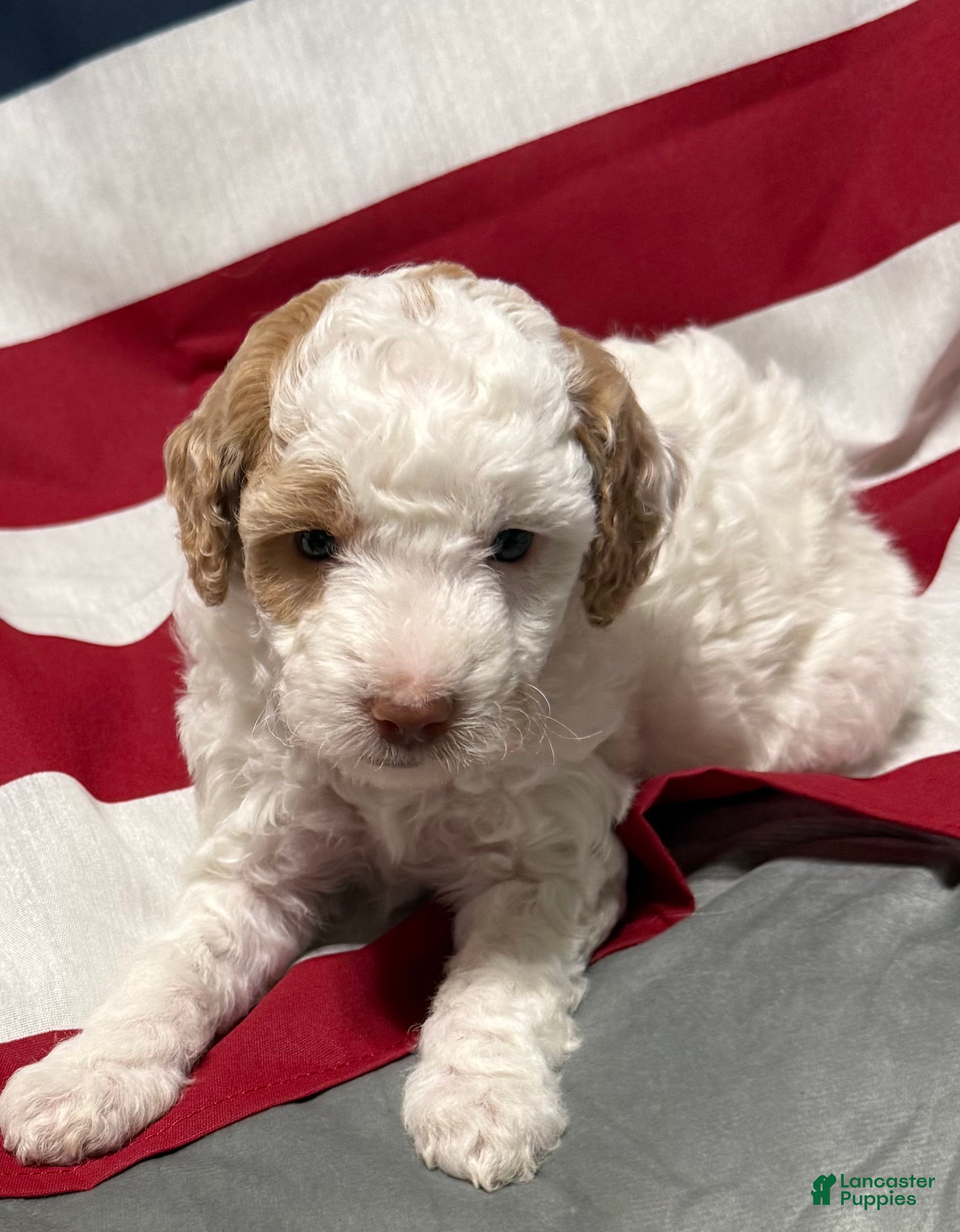 Mini Goldendoodle dogs Lizzy - Ad 2
