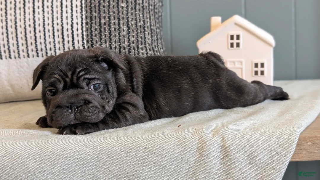 French Bulldog dogs for sale: Roxy - Ad 3