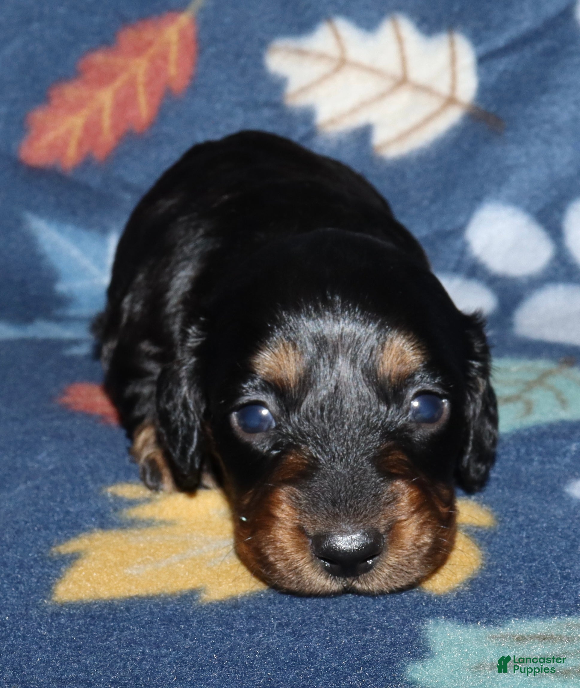 Miniature Dachshund dogs Flossy’s female - Ad 16