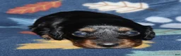 Miniature Dachshund dogs for sale: Flossy’s female - Ad 1