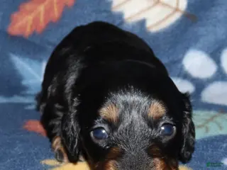 Miniature Dachshund dogs Flossy’s female - Ad 11