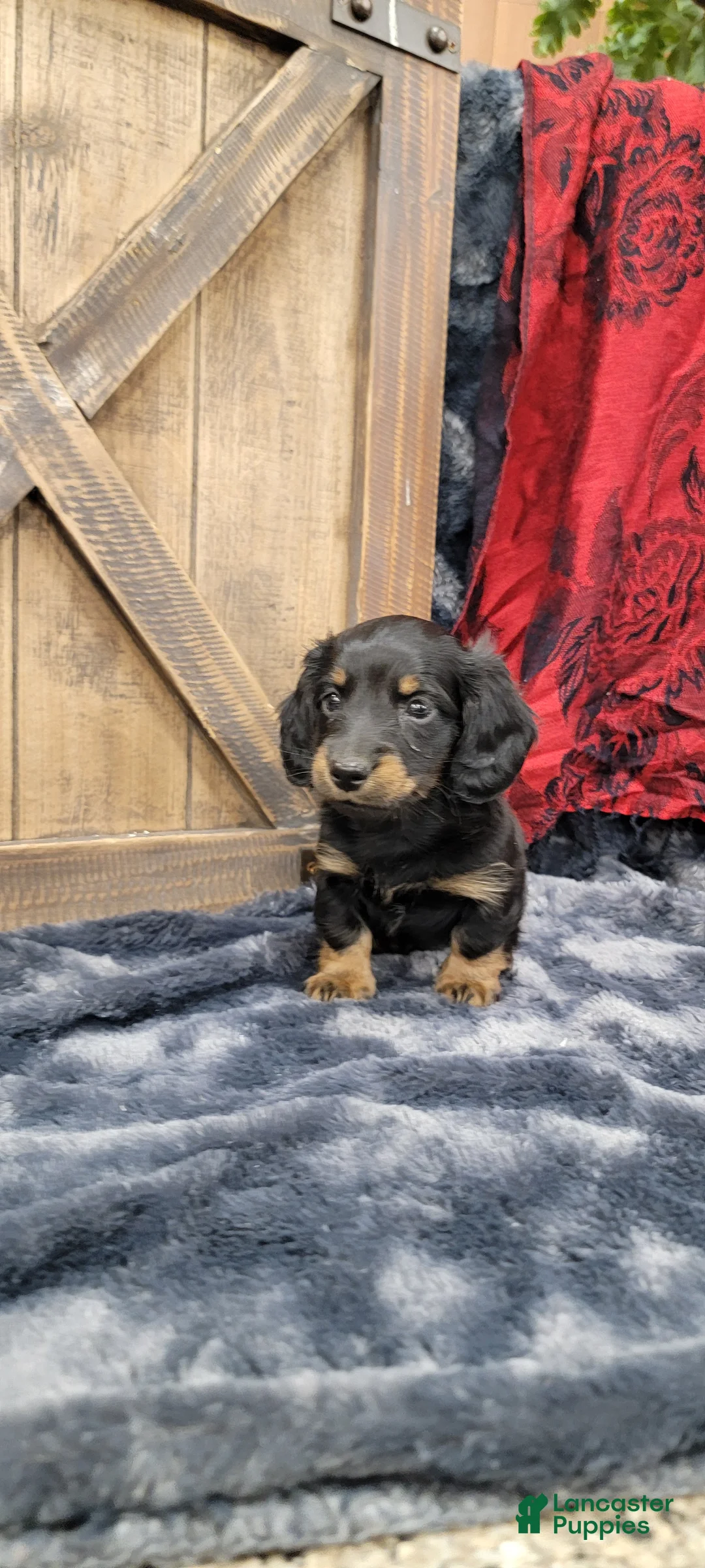 Dachshund dogs for sale: Gritty - Ad 4