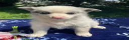 Pomsky dogs for sale: Nemo - Ad 2