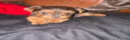 Yorkiepoo dogs for sale: Yorkiepoo 3 - Ad 5