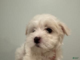 Maltese dogs Marshmellow - Ad 27