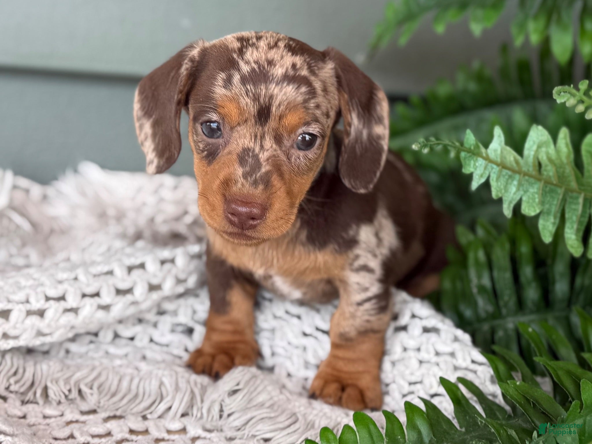 Miniature Dachshund dogs 1800 - Ad 2