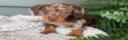 Miniature Dachshund dogs for sale: 1800 - Ad 2