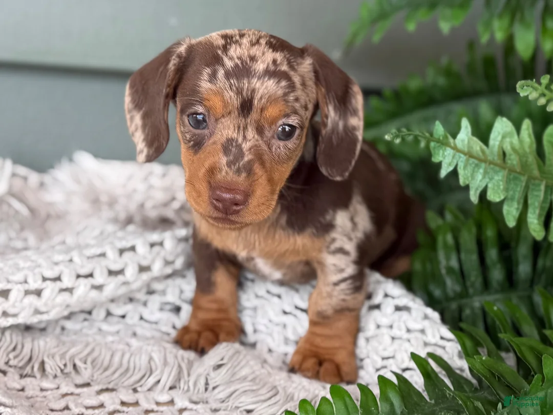 Miniature Dachshund dogs for sale: 1800 - Ad 2
