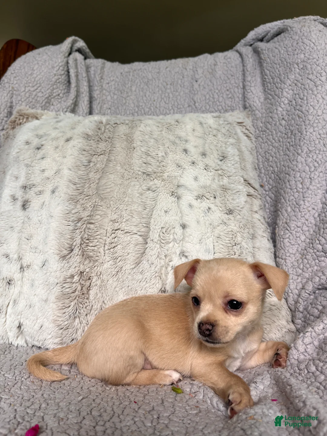 Chihuahua dogs for sale: Honey - Ad 5