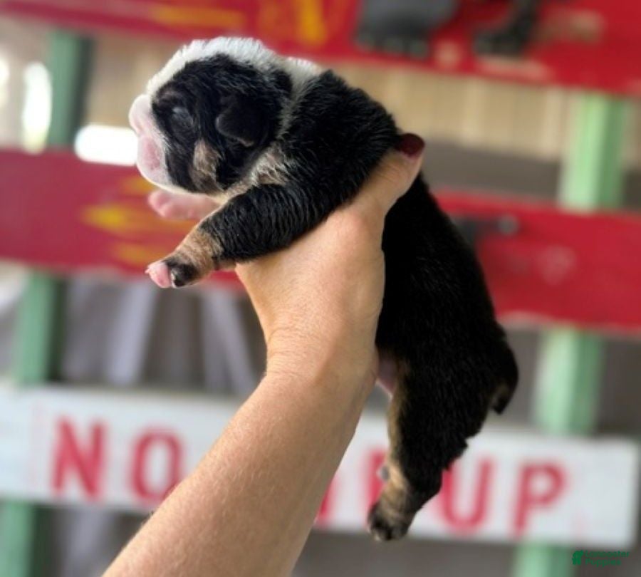 English Bulldog dogs for sale: Betty, black tri - Ad 1