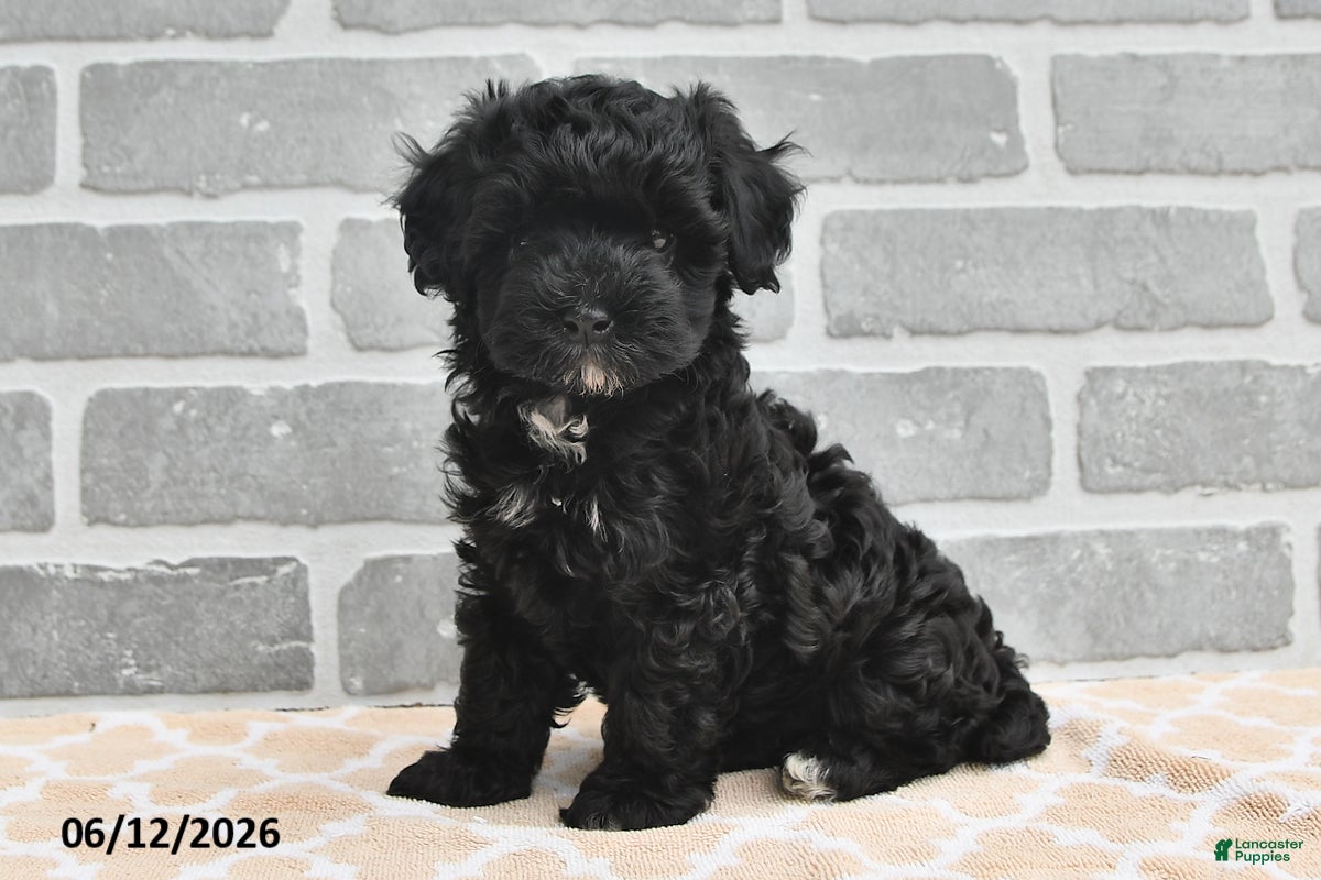 Maltipoo dogs Benji - Ad 1