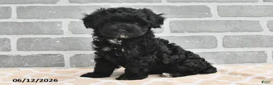 Benji