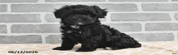 Maltipoo dogs for sale: Benji - Ad 1