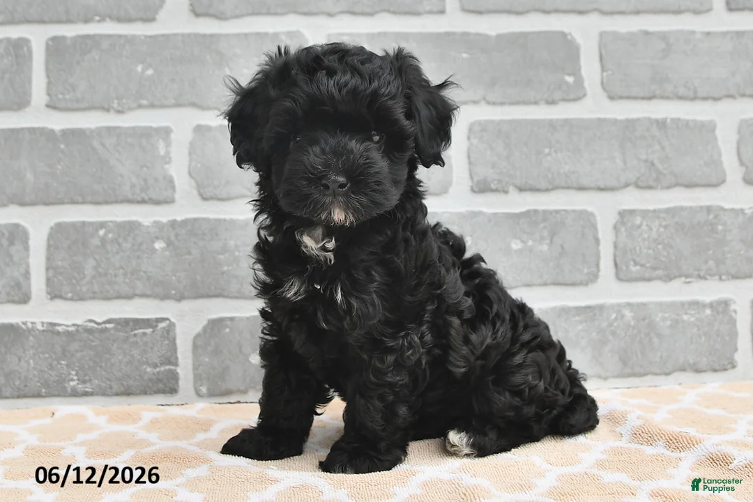 Maltipoo dogs for sale: Benji - Ad 1