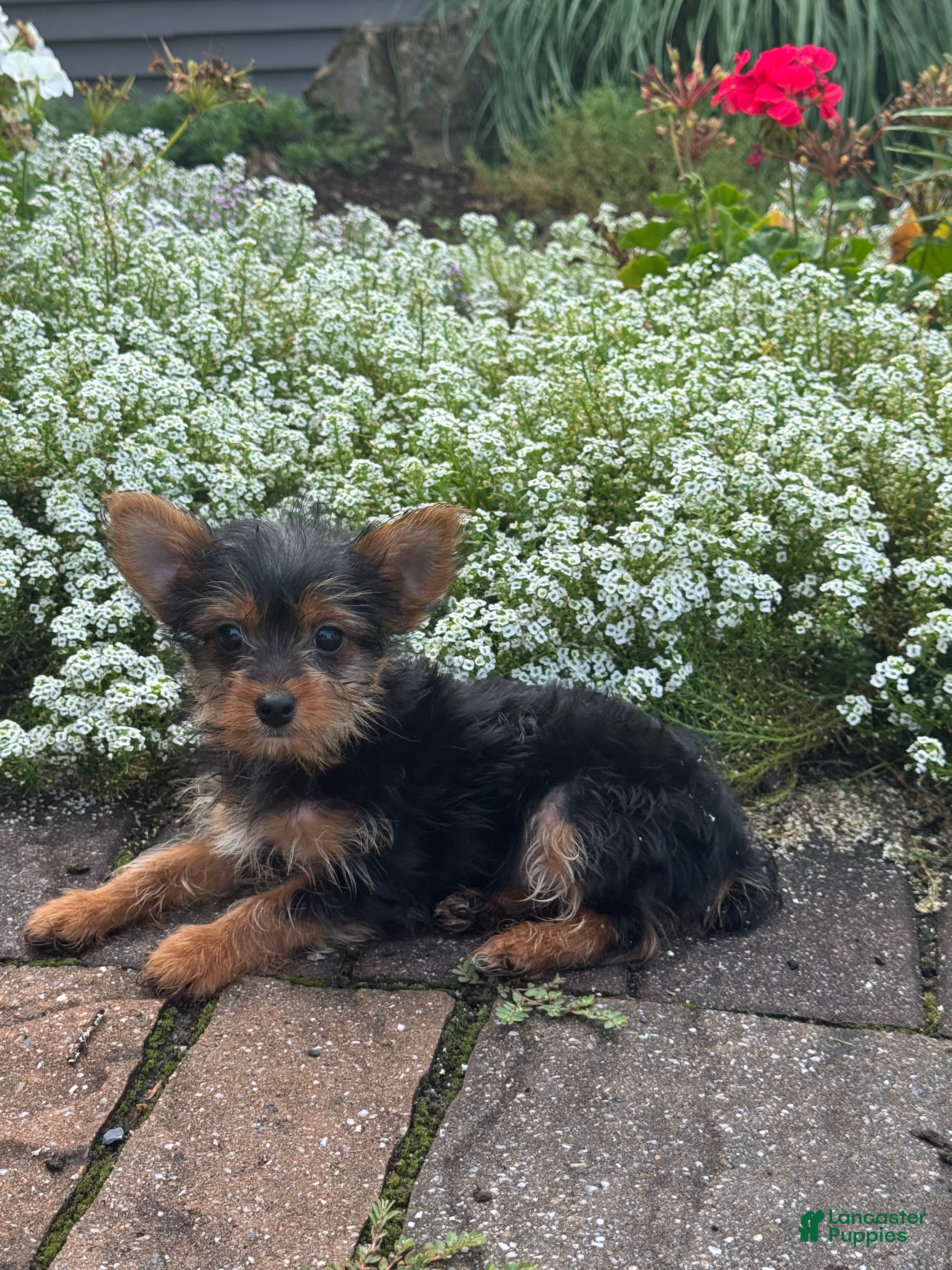 Yorkshire Terrier dogs Yellar - Ad 13
