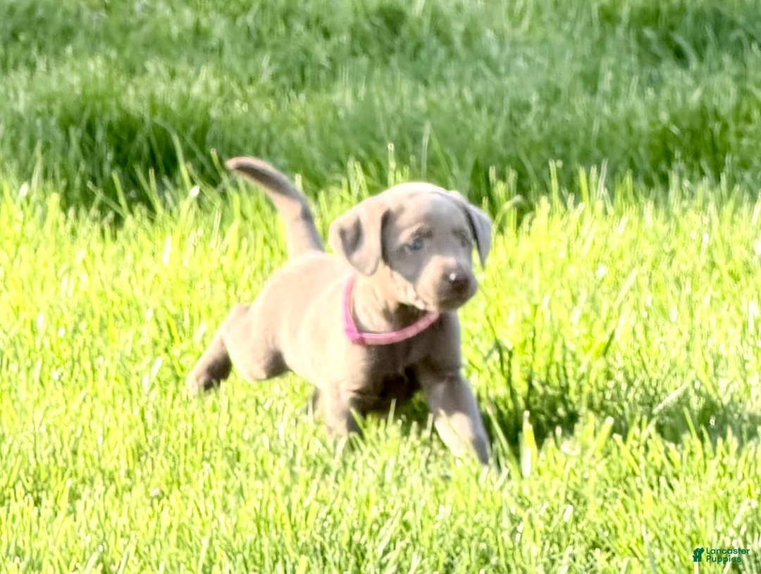 Labrador Retriever dogs for sale: Nova - Ad 1