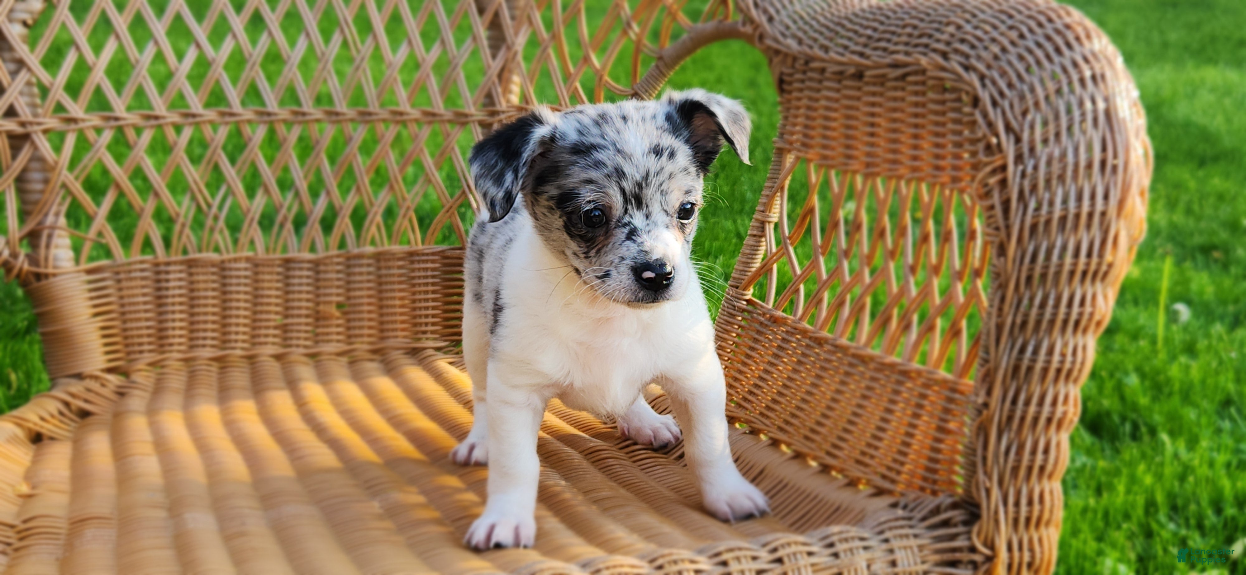 Chihuahua dogs Trystan - Ad 38