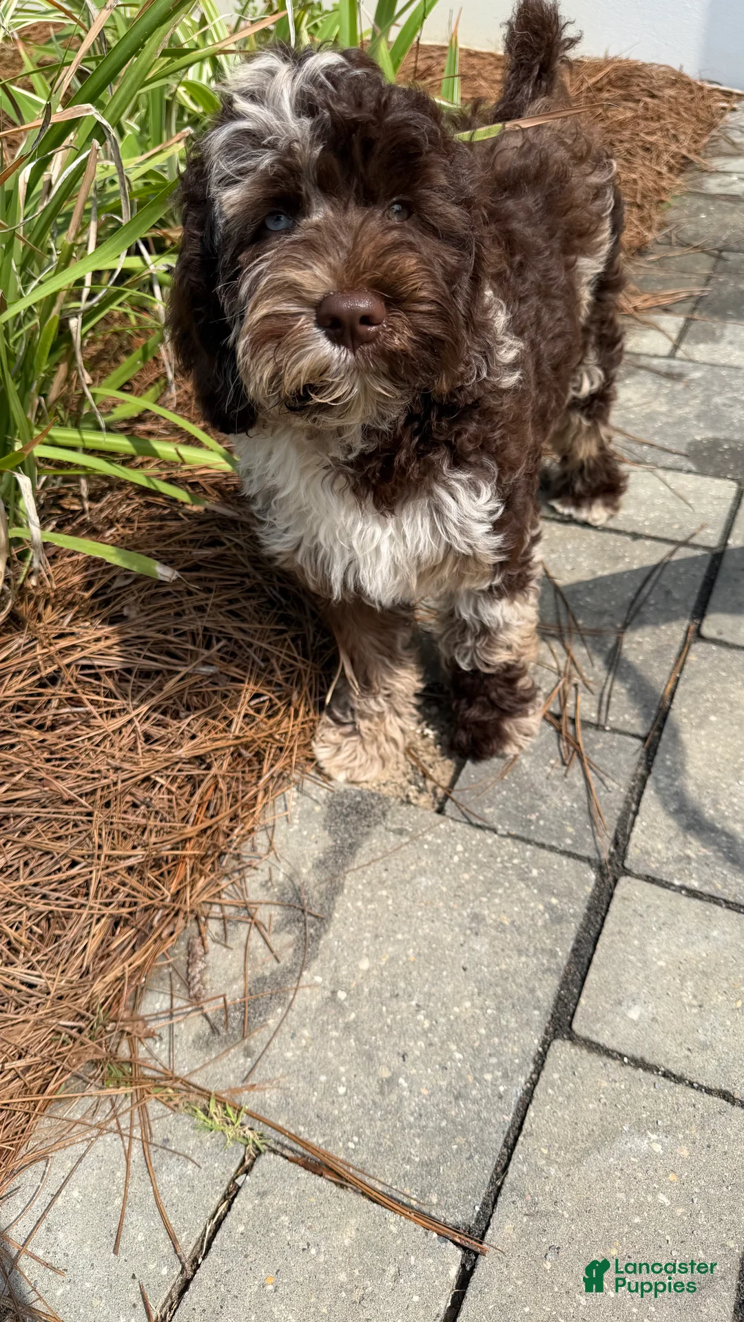 Australian Labradoodle dogs for sale: Sailor Mini Australian labradoodle  - Ad 2