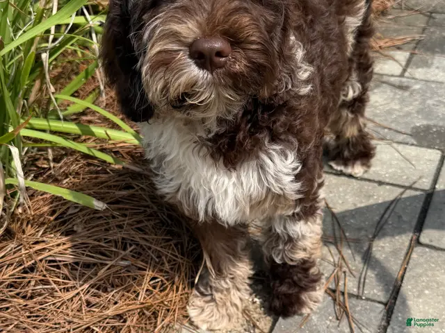 Australian Labradoodle dogs for sale: Sailor Mini Australian labradoodle - Ad 2