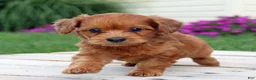 Yorkiepoo dogs for sale: Rustin - Ad 3
