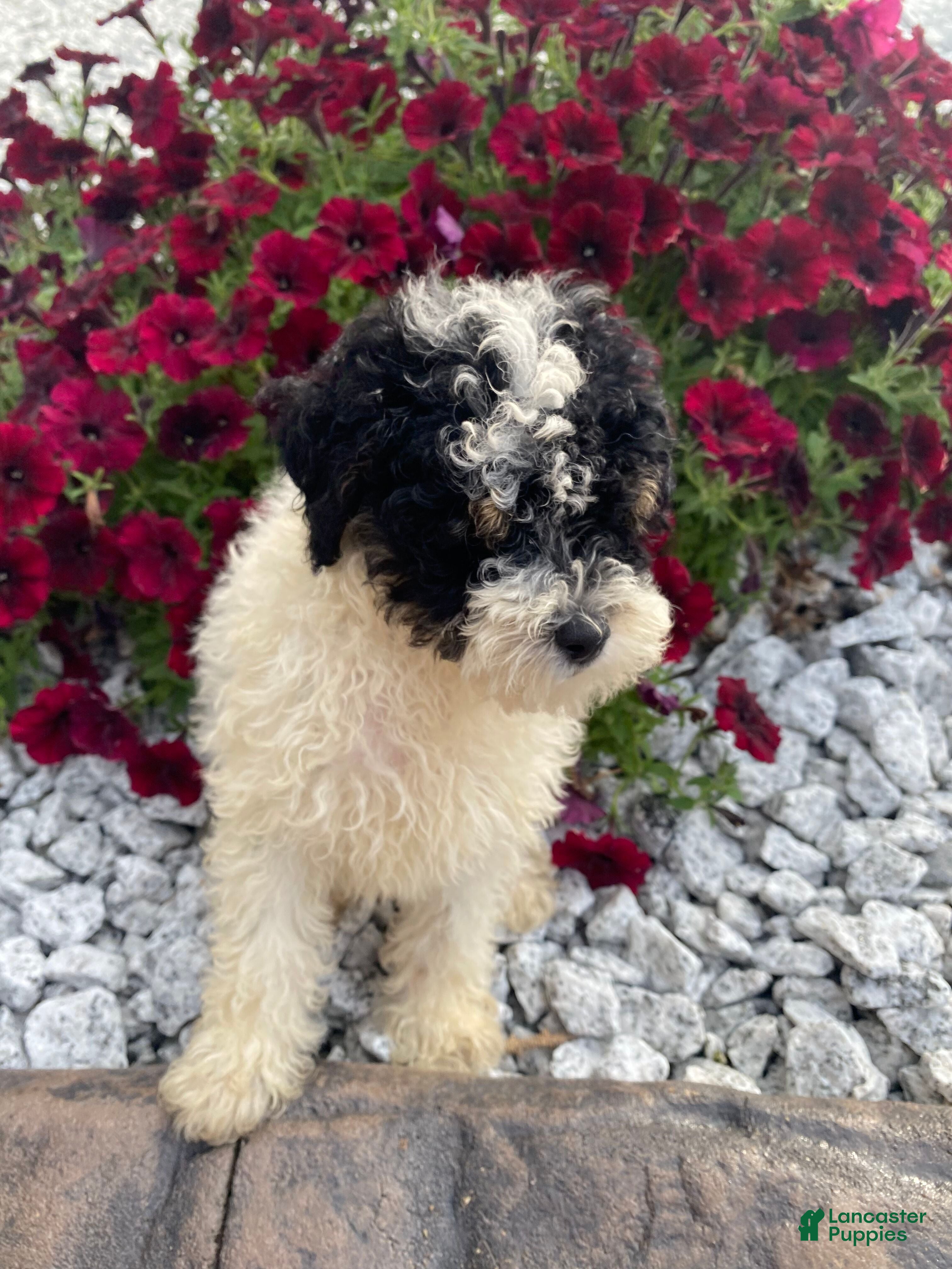 Miniature Poodle dogs Ace - Ad 2
