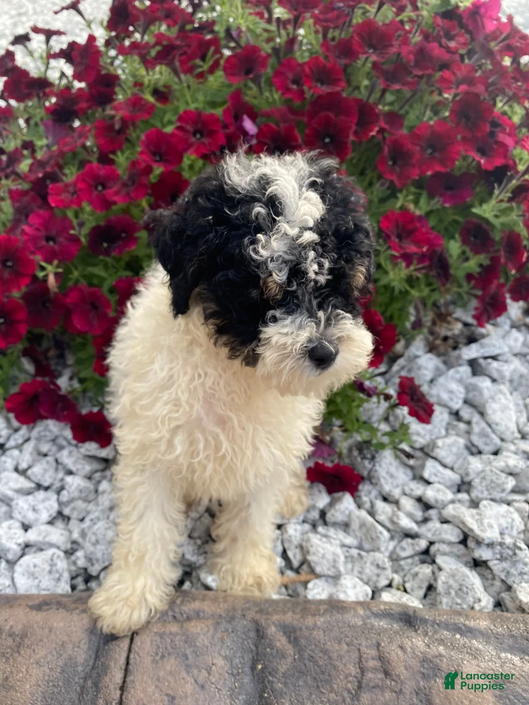 Miniature Poodle dogs for sale: Ace - Ad 2